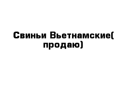 Свиньи Вьетнамские( продаю)